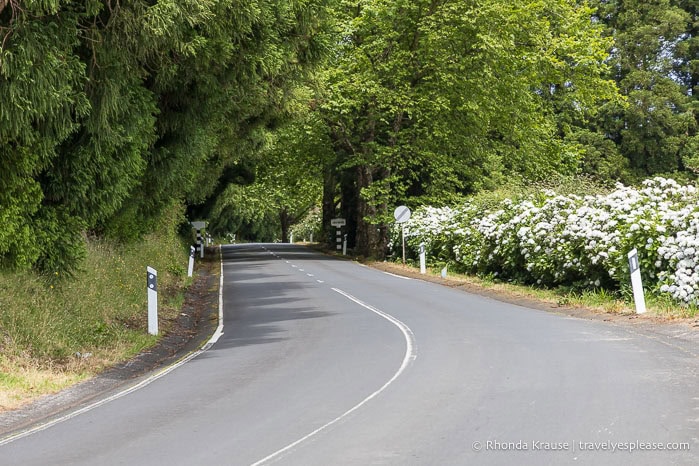 Road framed by trees and white hydrangeas. 