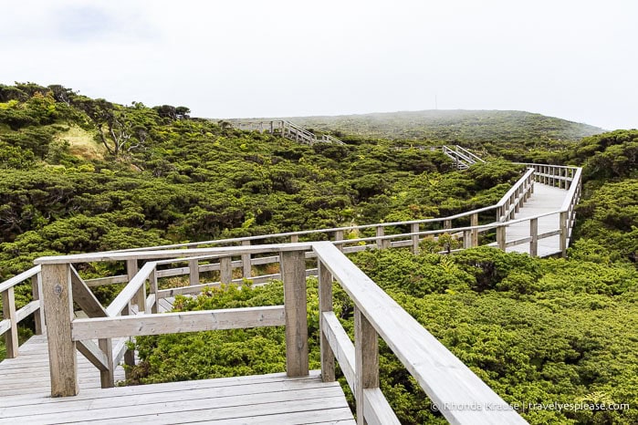 Boardwalk surrounded by plants. 