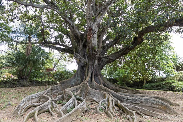 Large tree with thick roots. 