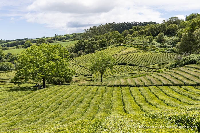 Fields at the Gorreana Tea Plantation. 