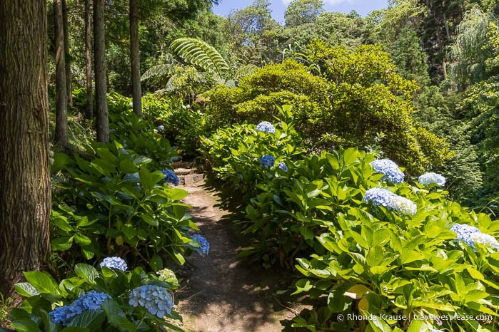 Blue hydrangeas beside a path in a lush forest. 