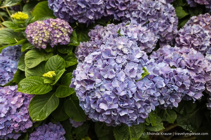 Purple hydrangeas on Sao Miguel Island. 