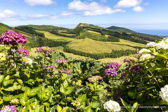 Pink and white hydrangeas framing a view of the hilly landscape on Sao Miguel Island. 