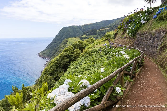 Clifftop path with hydrangeas and a view of the ocean. 