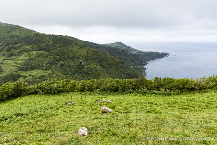 Sheep in a field with the ocean in the background. 