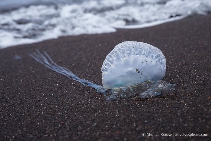 Portuguese man o' war on a black sand beach on Corvo Island. 