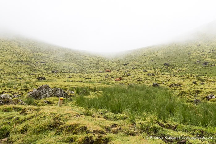 Fog and cows inside the Corvo crater.