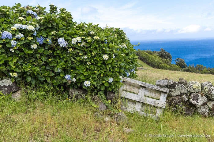 Hydrangeas, a stone wall, and a gate with a field and the ocean in the background.