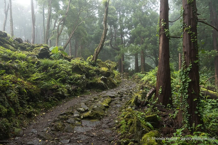 Stone path in a foggy forest. 