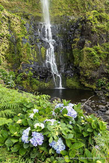 Hydrangeas with a waterfall in the background.