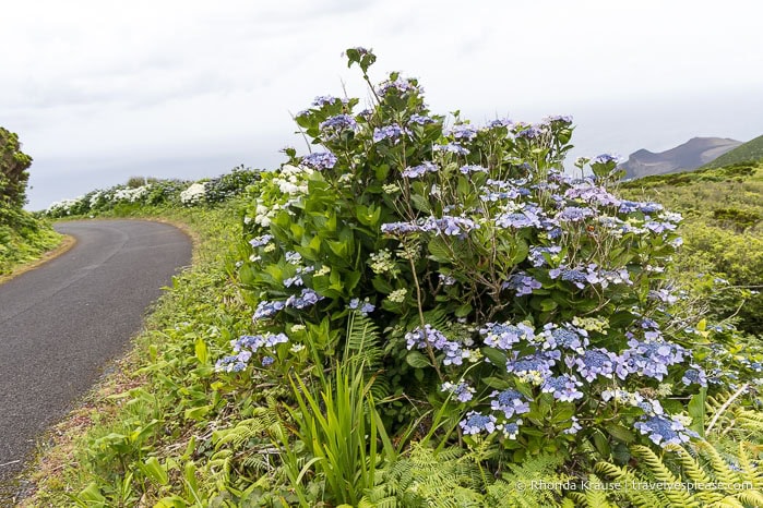 Blue and white flowers beside a narrow road. 